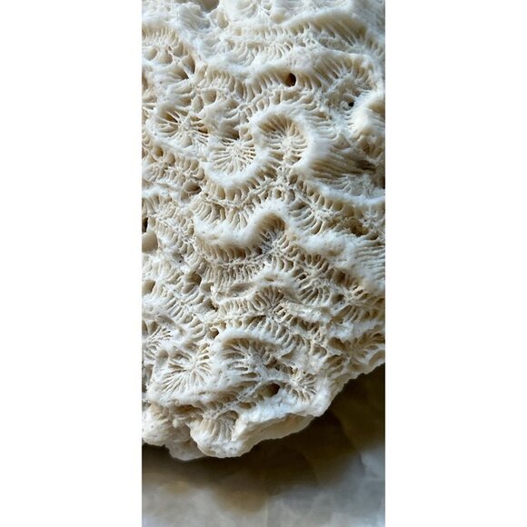 White Maze Sea Coral Surf Tumble Fossil Ocean Decor Display Costal Beach - Picture 5 of 5